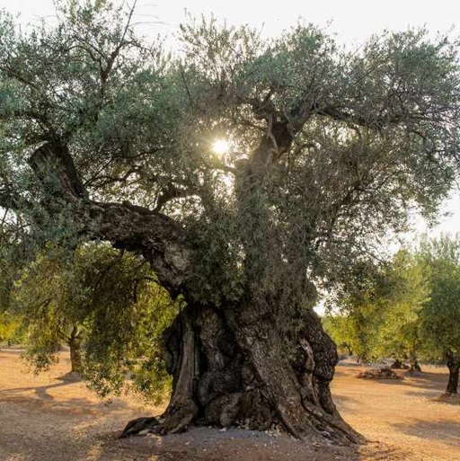Have you ever wondered how edible olives became an important part of the Mediterranean cuisine?