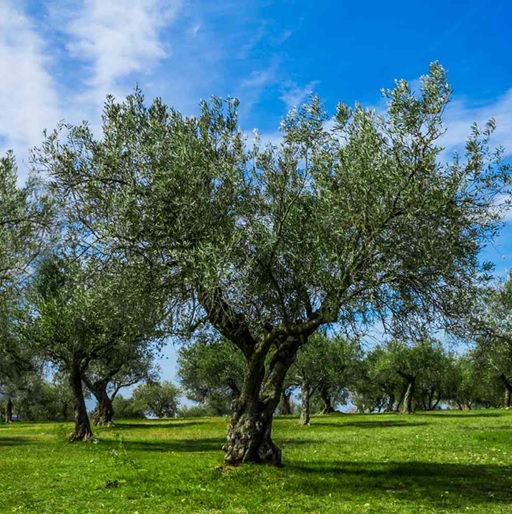 The Future of Extra Virgin Olive Oil